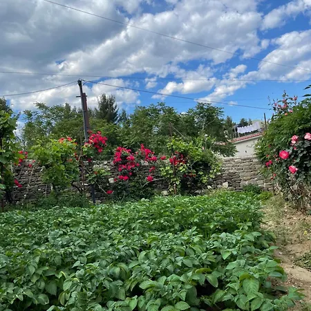 Red Rose Guest house *