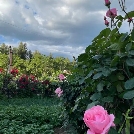 Red Rose Permet