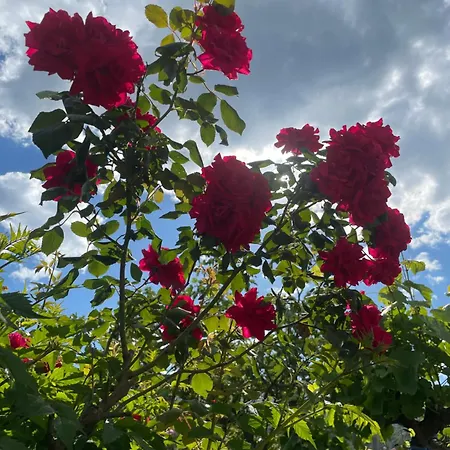 Red Rose *